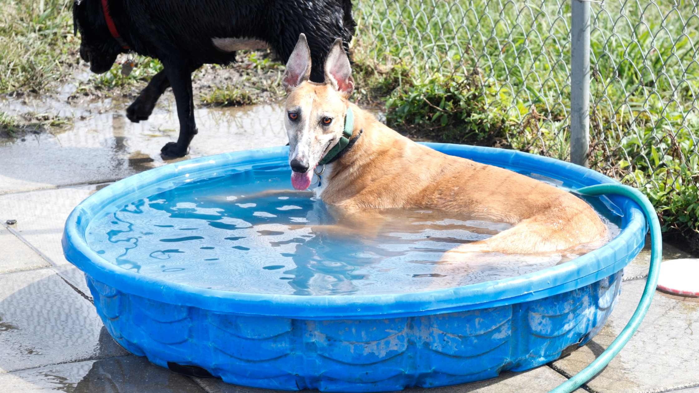 Los mejores tips para mantener a tu perro fresco y seguro durante el verano