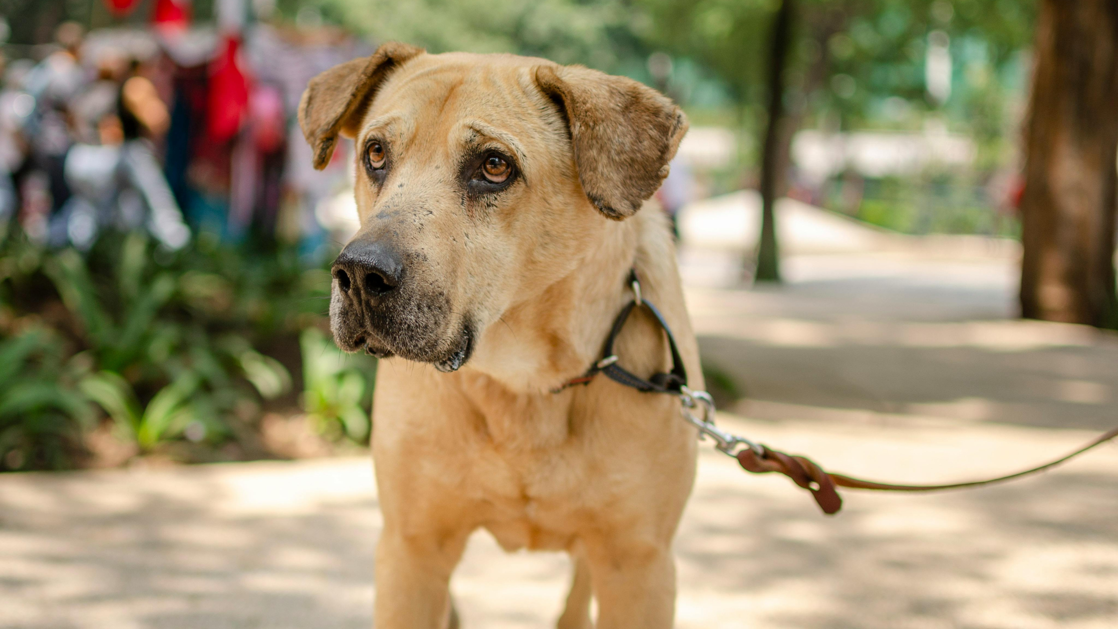 ¿Qué es mejor collar o arnés para perros?