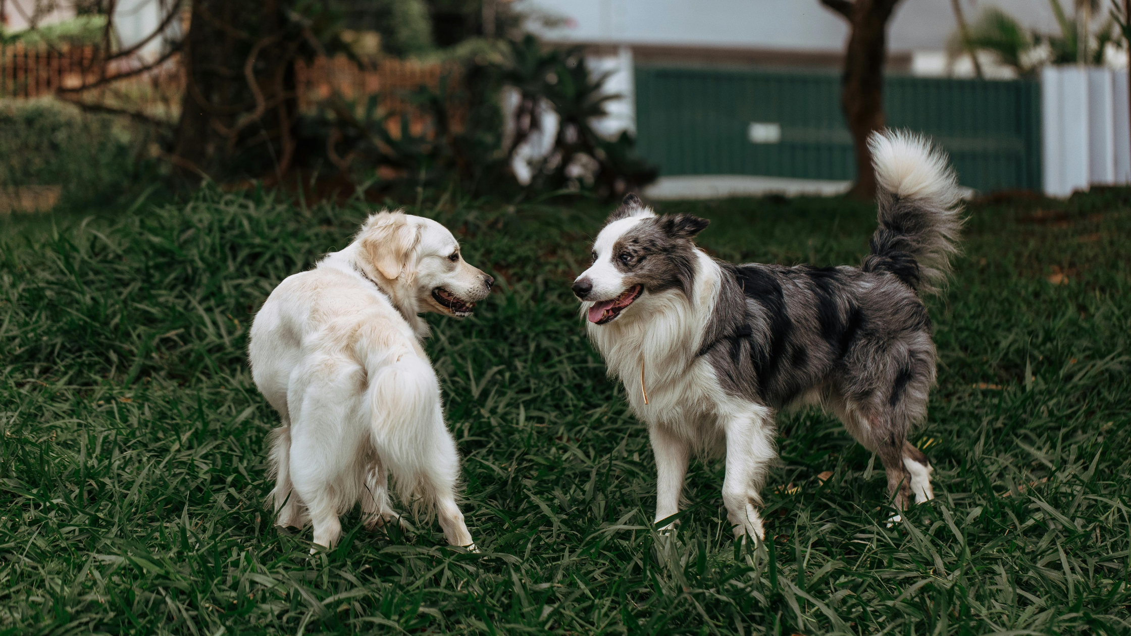 Cómo elegir una correa para tu perro