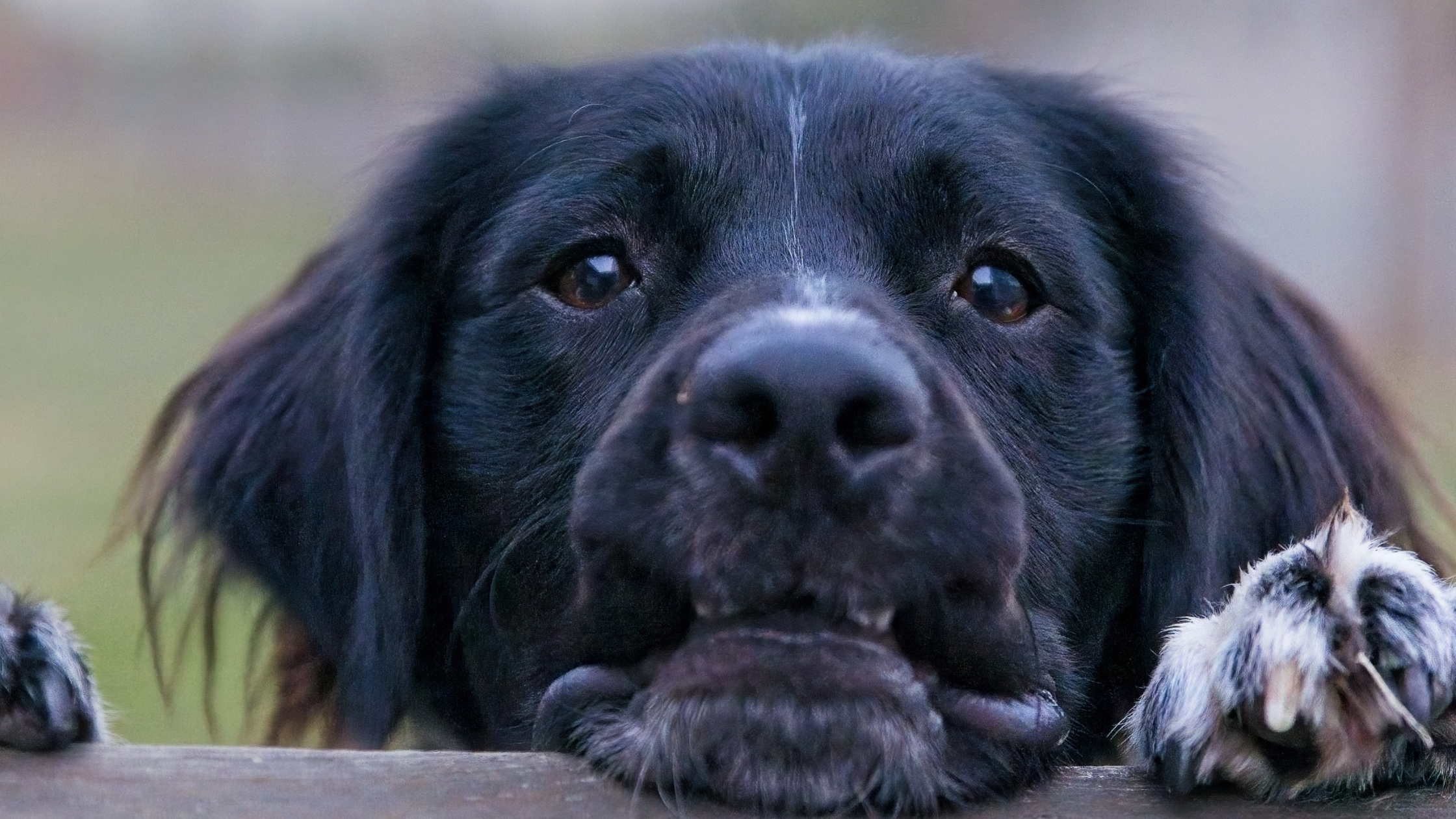 Cómo calmar a un perro nervioso