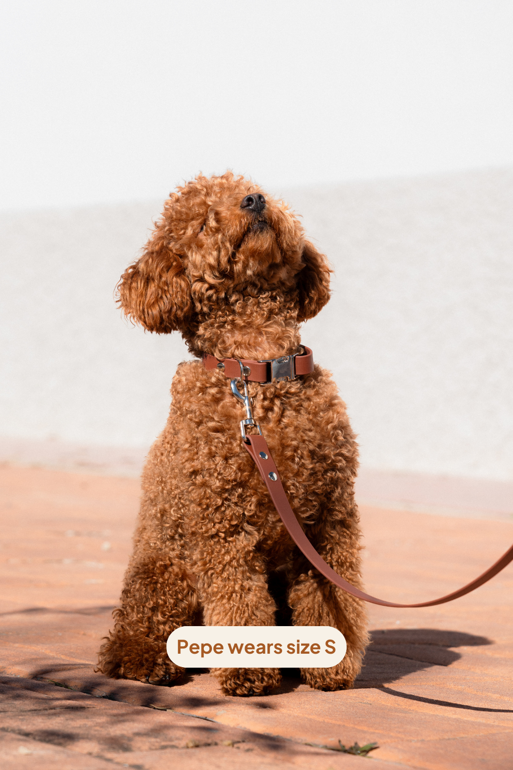 Collar Click - Cacao