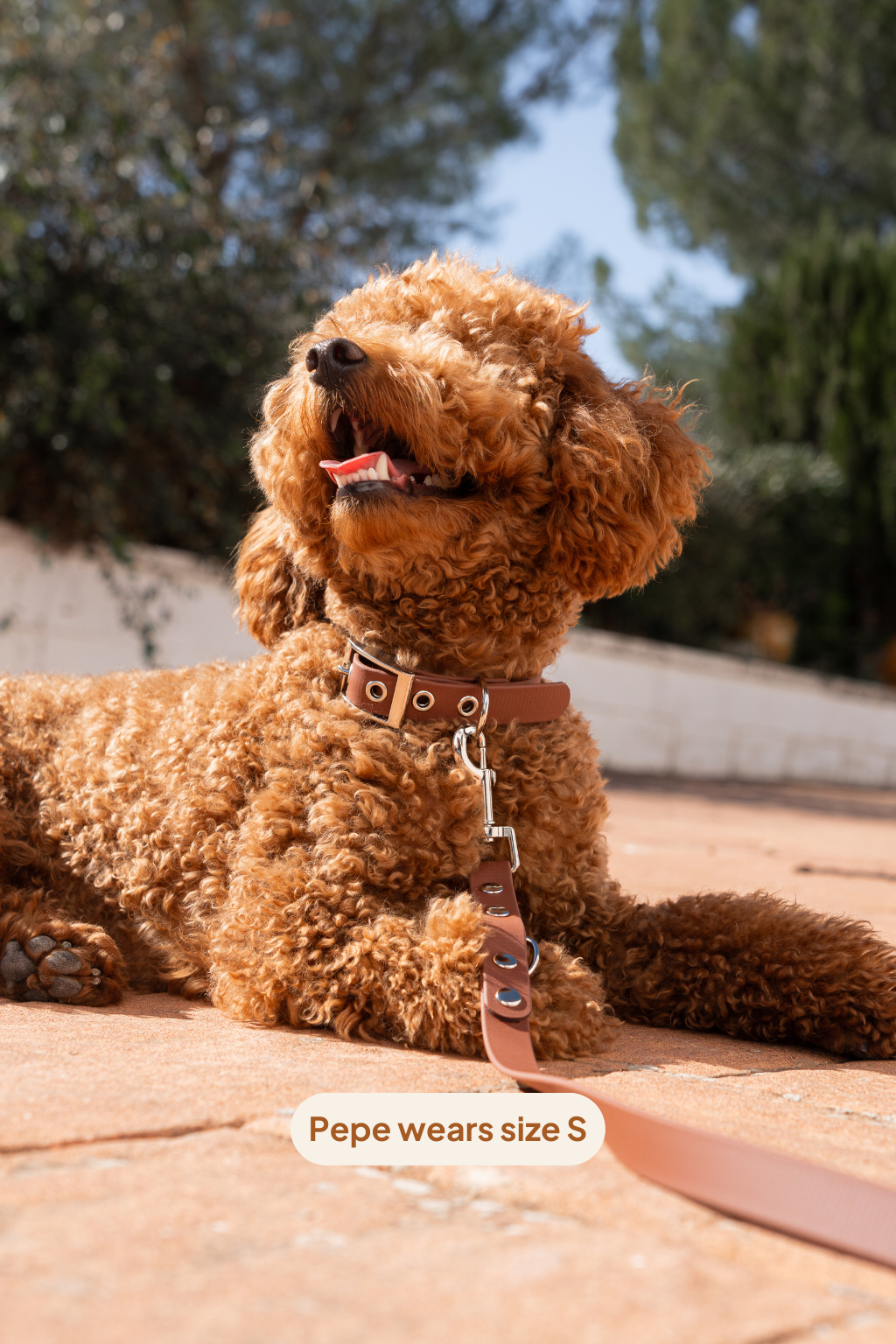 Collar Classic - Cacao