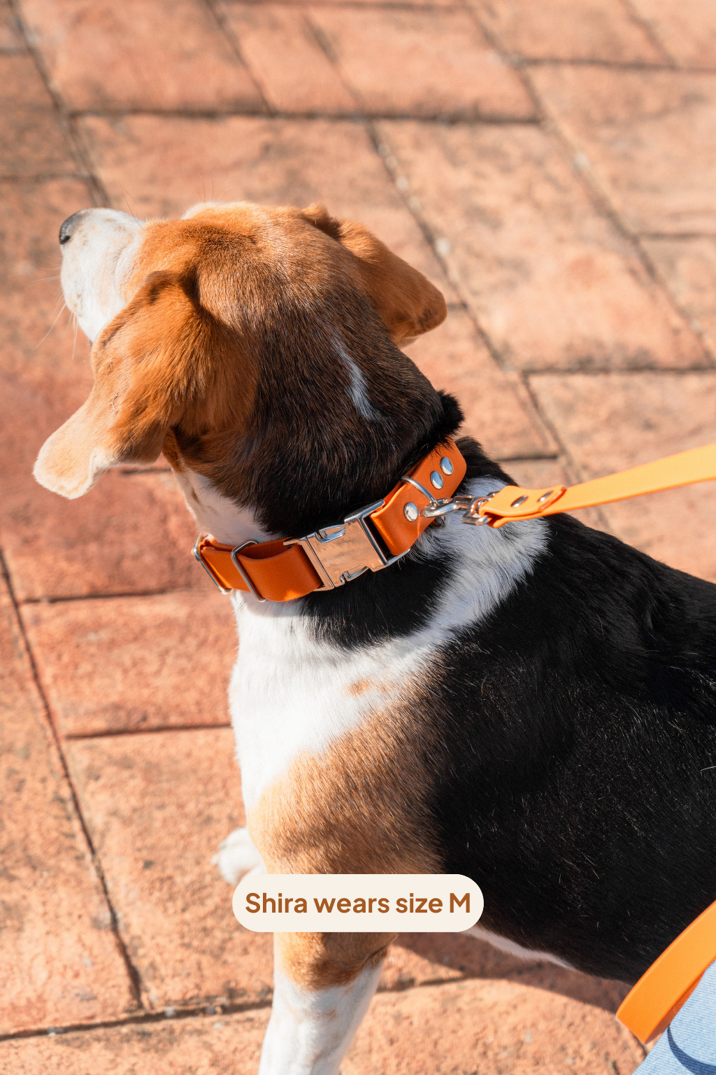 Collar Click - Amber