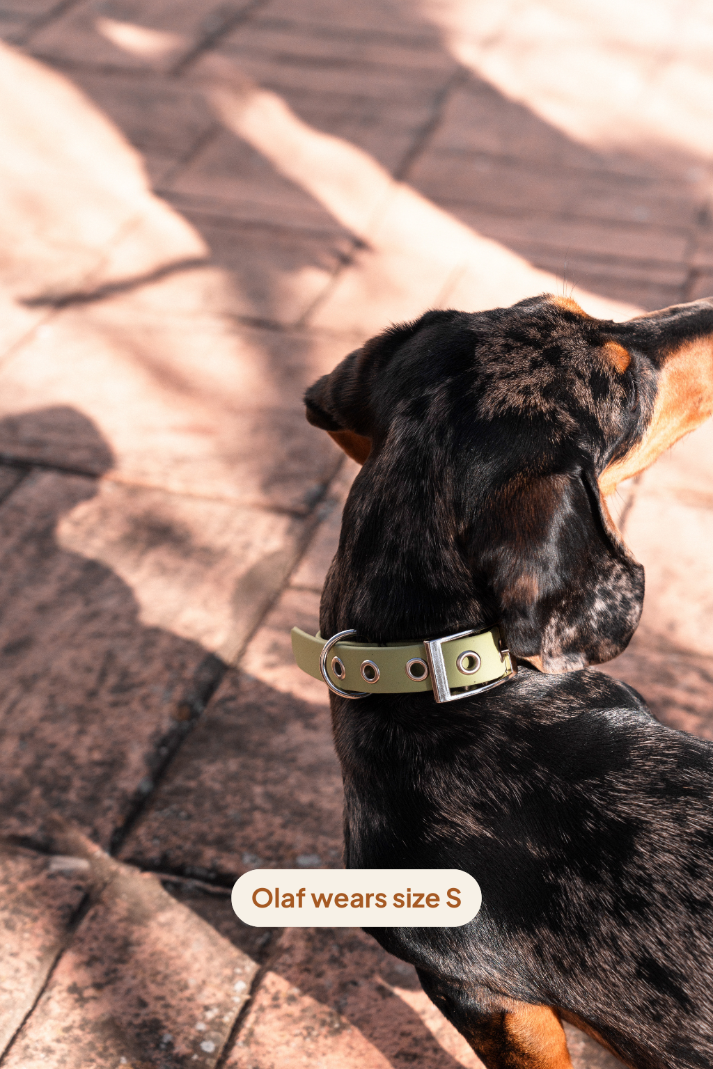 Collar Classic - Matcha