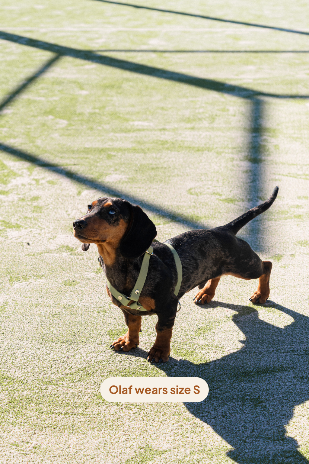 Arnés en H - Matcha