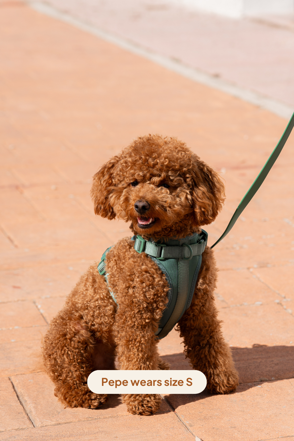 Arnés Sport - Amazona