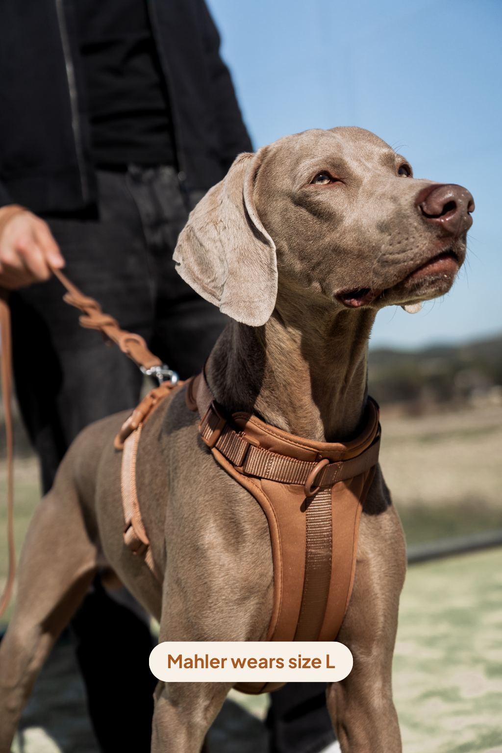 Arnés Sport - Walnut