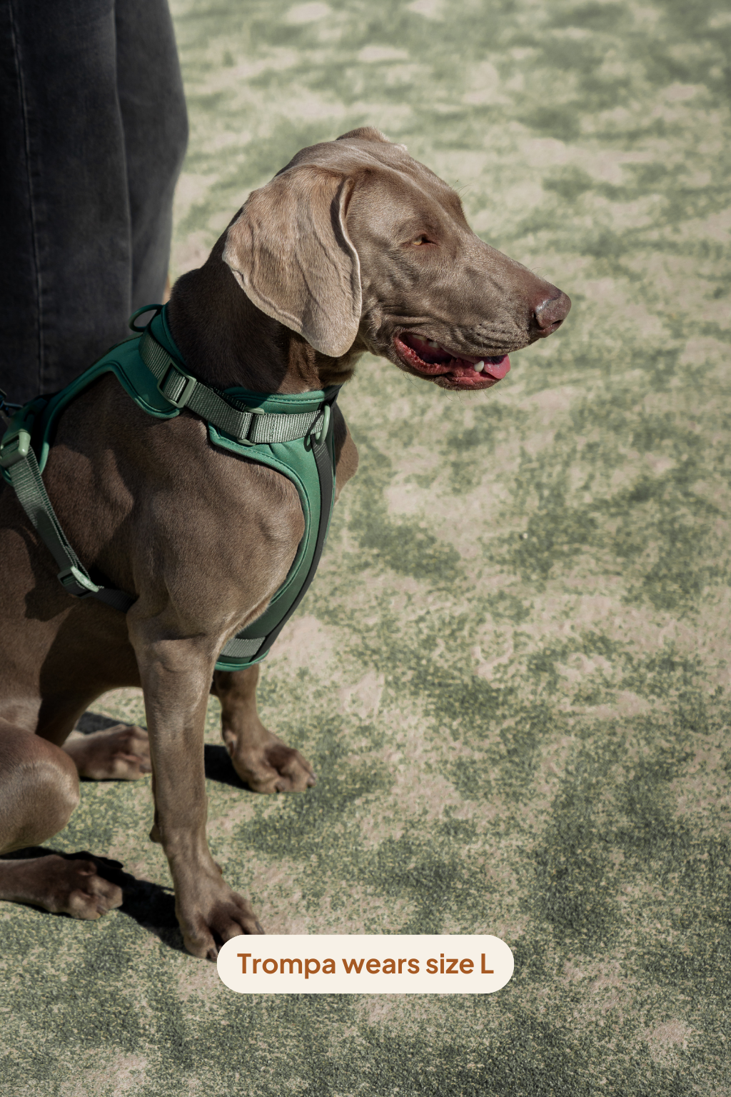 Arnés Sport - Amazona