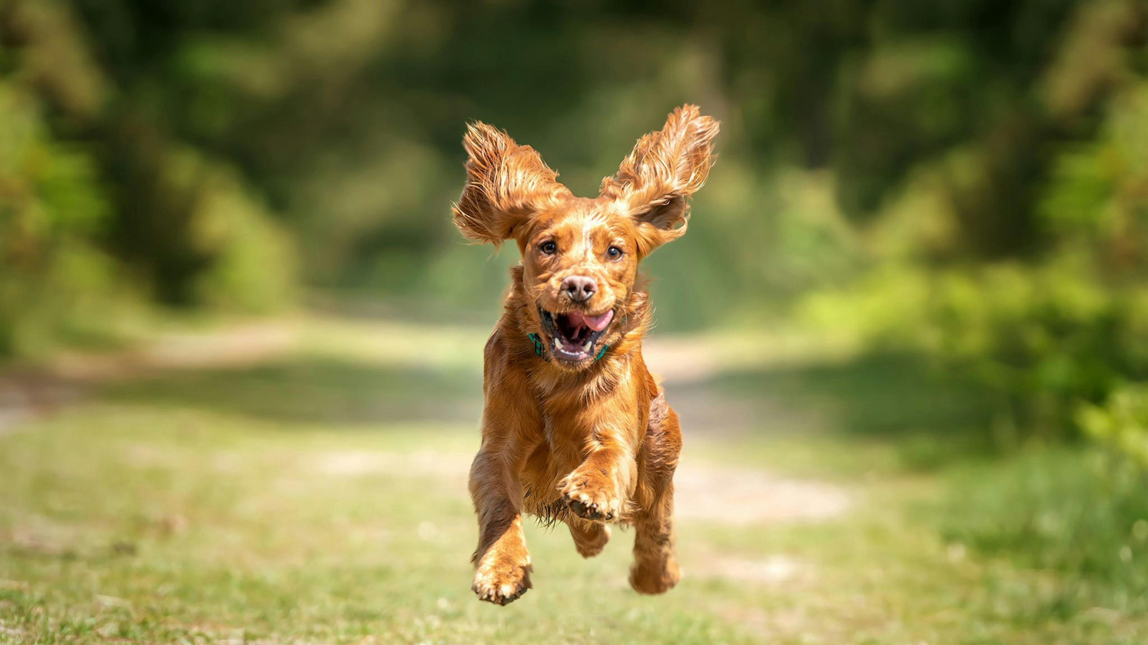 ¿Por qué algunos razas de perros sufren más el calor que otros?