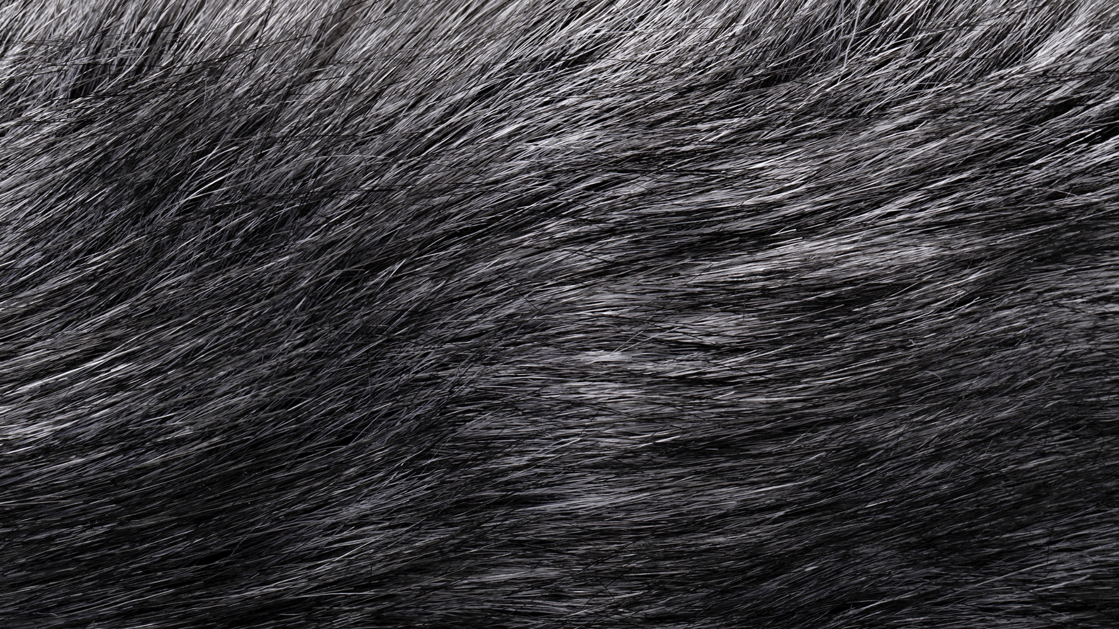 ¿Cuándo le salen canas a los perros? Principales causas y cuidados