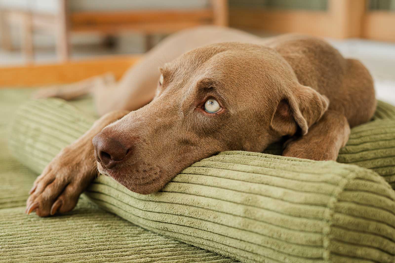 Cómo quitar el mal olor de la cama del perro de forma eficaz