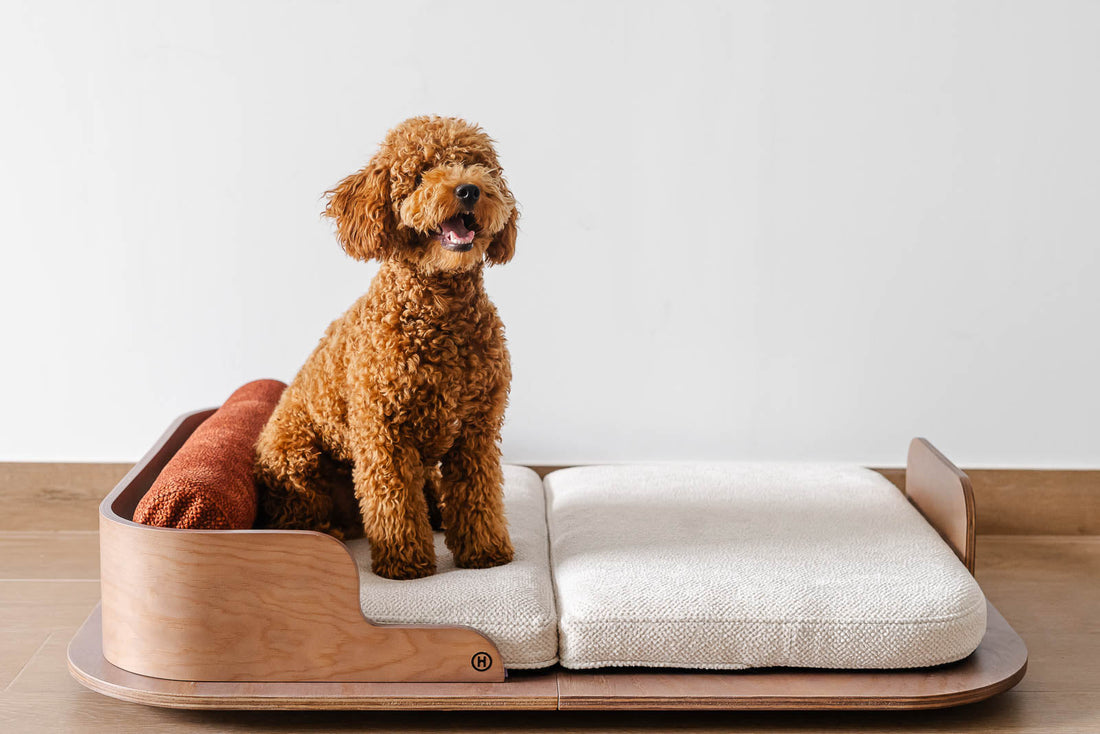 ¿Cómo elegir la cama de mi perro? Acierta en el descanso de tu perro