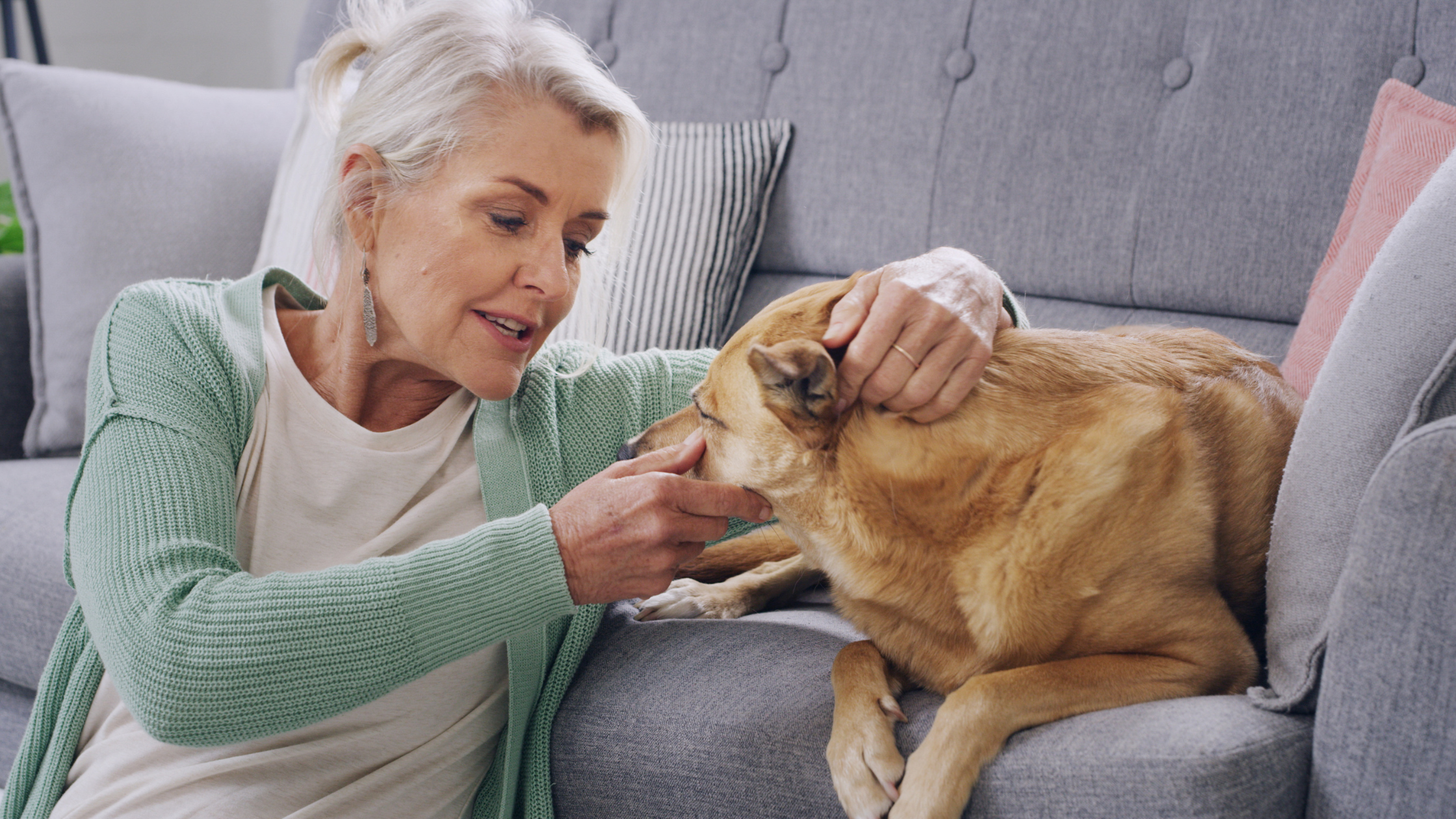 Cómo aliviar el dolor de artritis en perros y mejorar su descanso