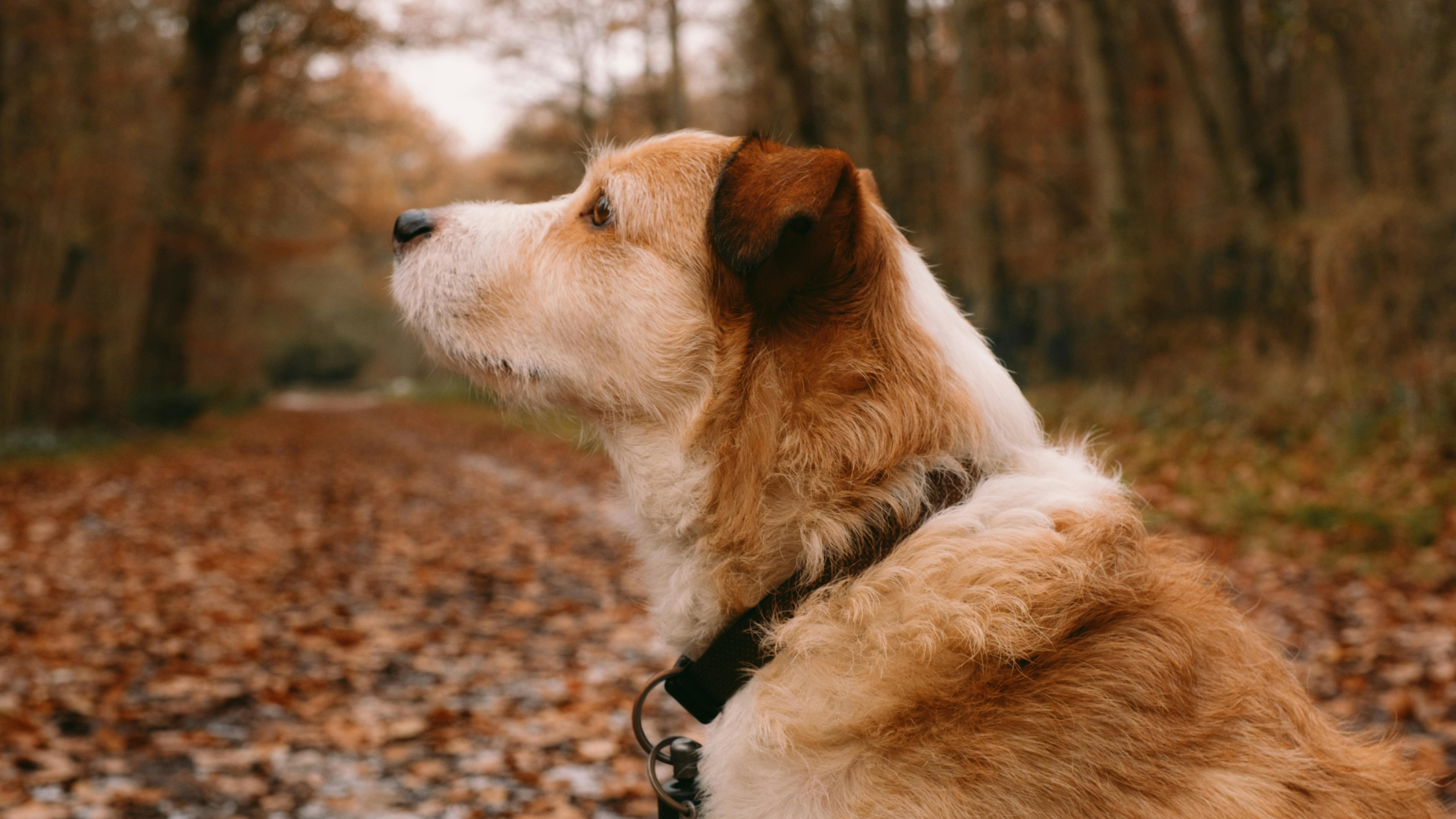 Qué es el biothane: el material premium que cambia los collares para perros