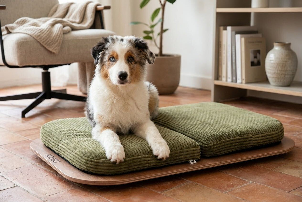 Cama ortopédica para perros: guía completa
