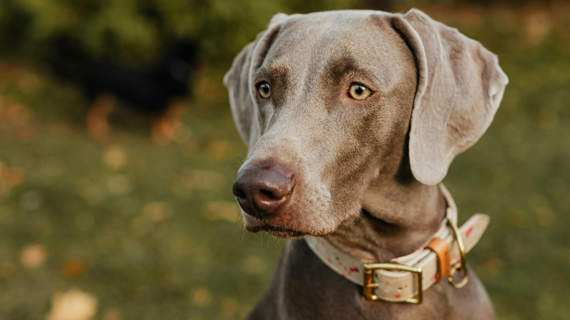 Cómo medir el cuello de tu perro para elegir el collar perfecto