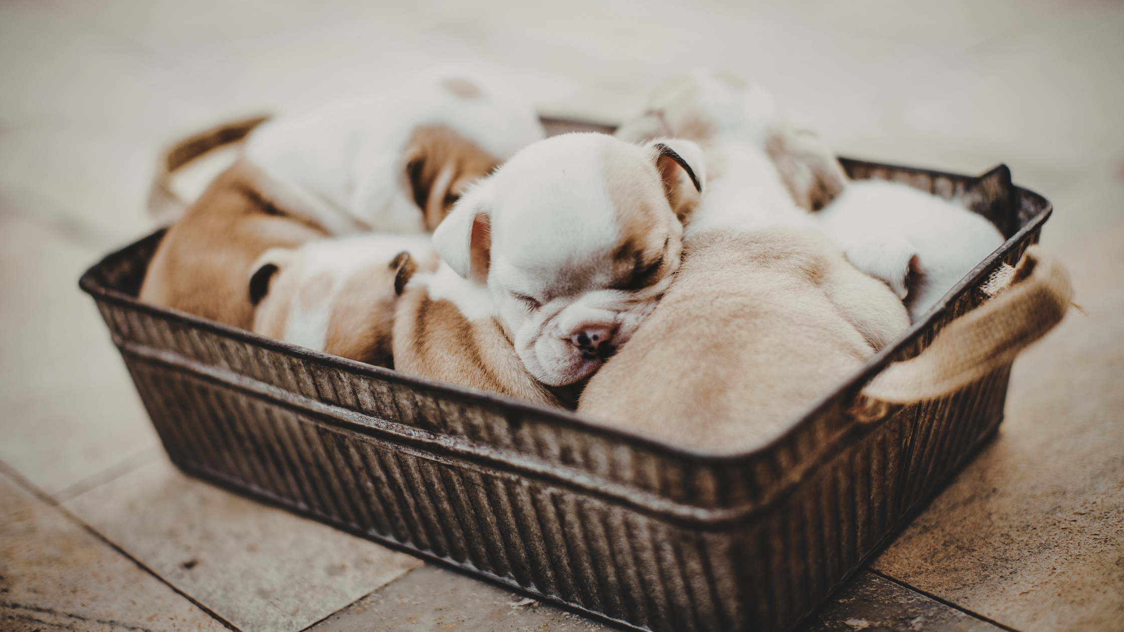 Cómo calmar a un cachorro por la noche y ayudarle a dormir mejor