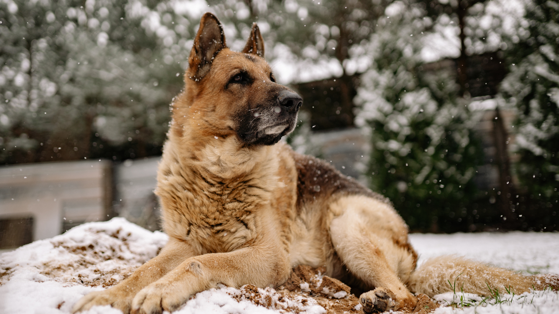 Cómo saber si mi perro tiene frío y qué hacer para protegerlo