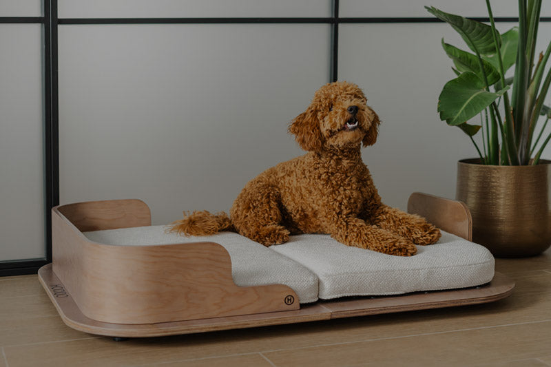 Cómo mejorar el descanso de tu perro: claves que todo dueño debe conocer