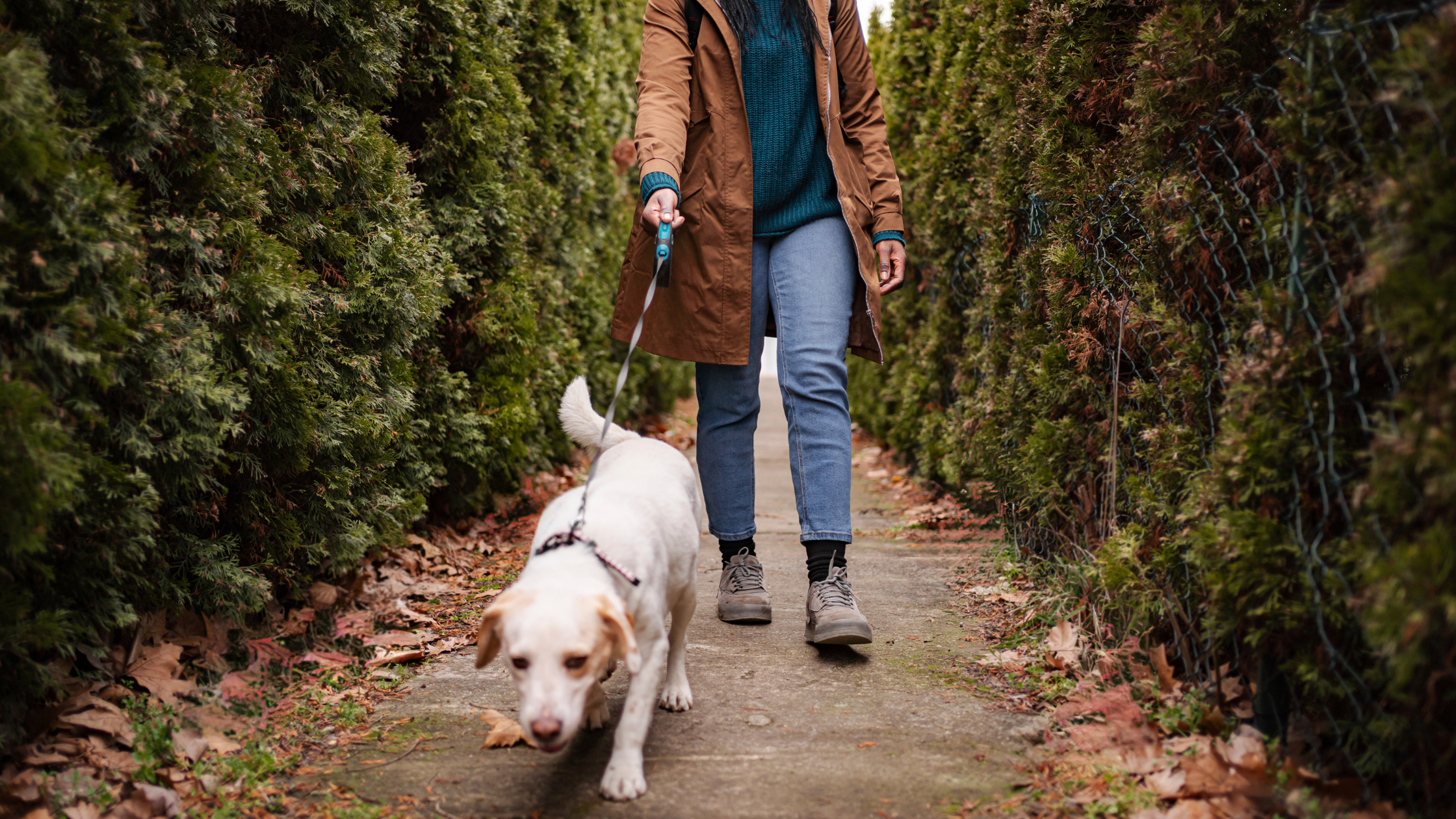 ¿Cuántas veces hay que pasear un perro al día? Guía completa