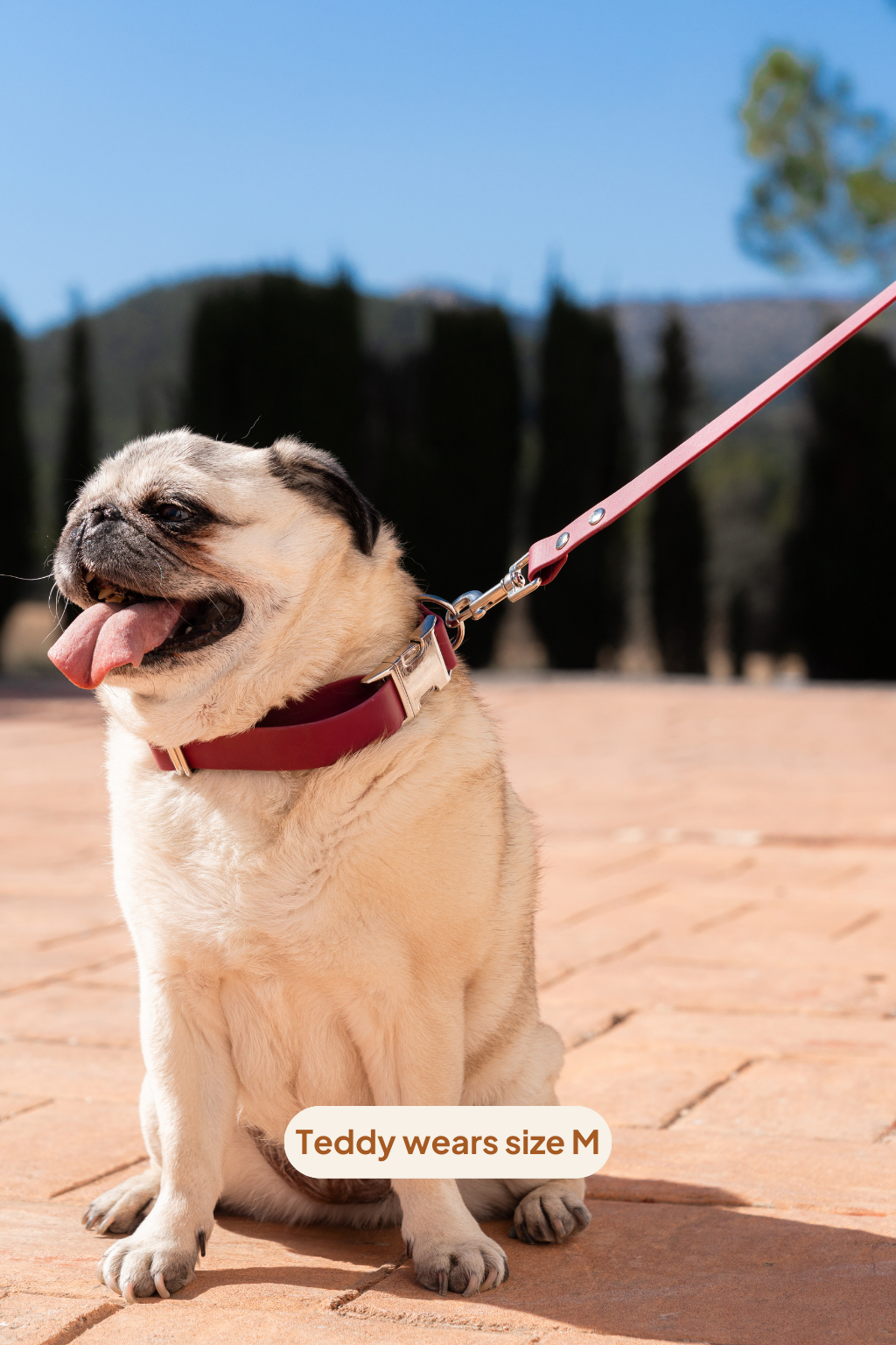 Collar Click - Velvet