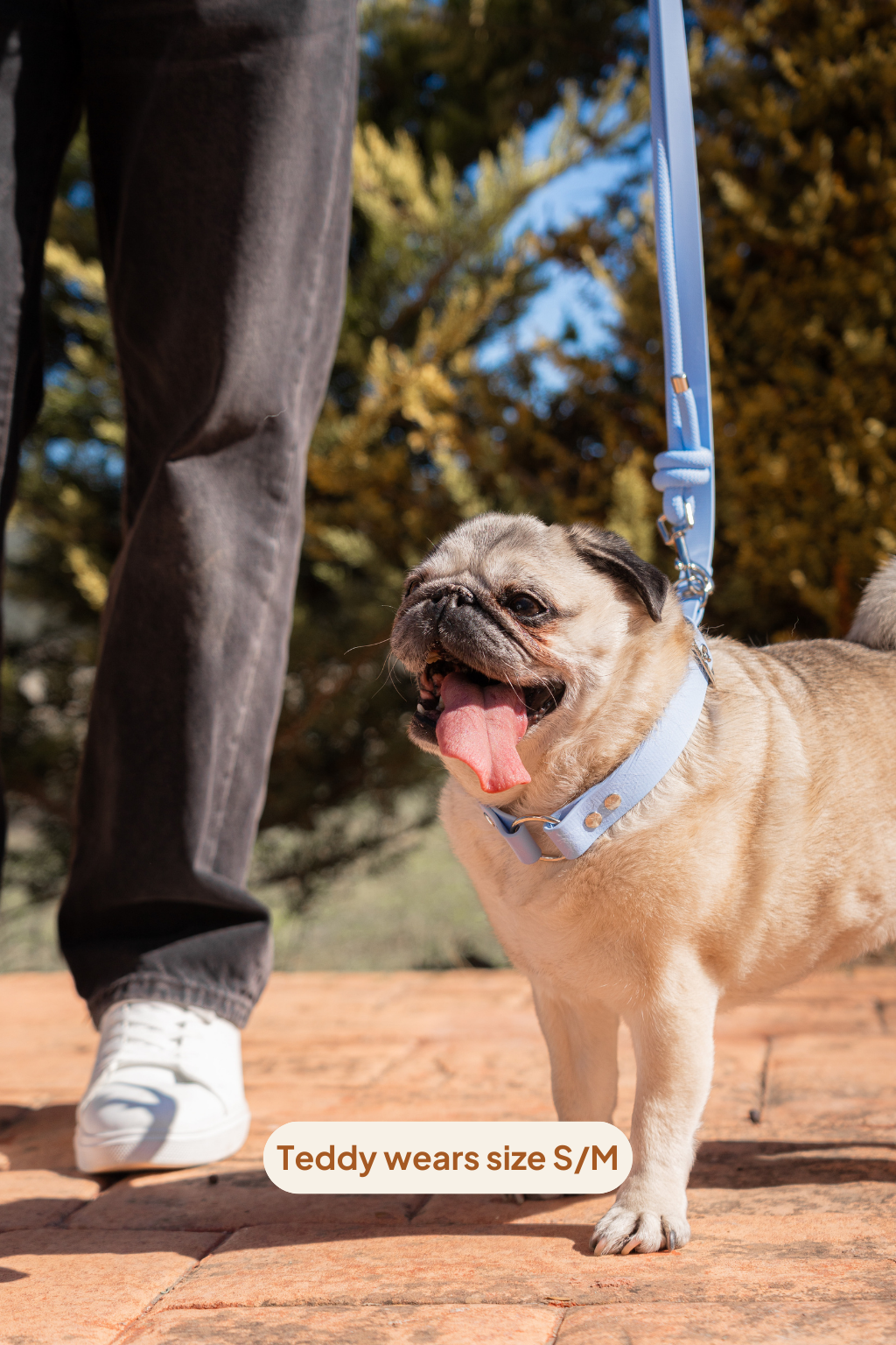 Collar Classic - Glacier